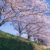 風杷寧