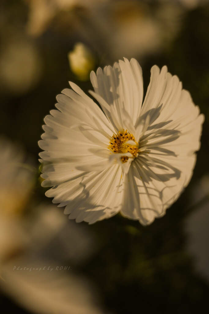 why thought blurs -XXXII