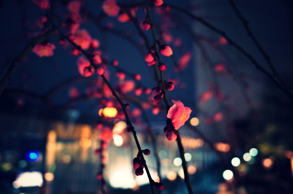 夜光梅 -3