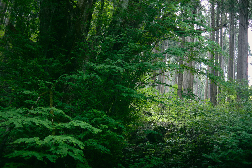 Into the Forest