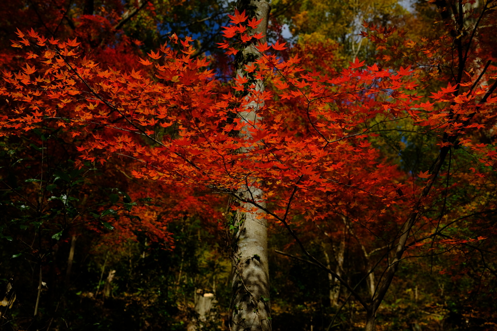 紅蝶