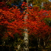 紅蝶