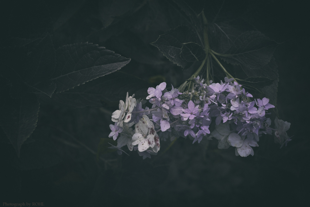 Serenity of amethysts -Ⅱ
