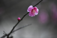 早春の慶び
