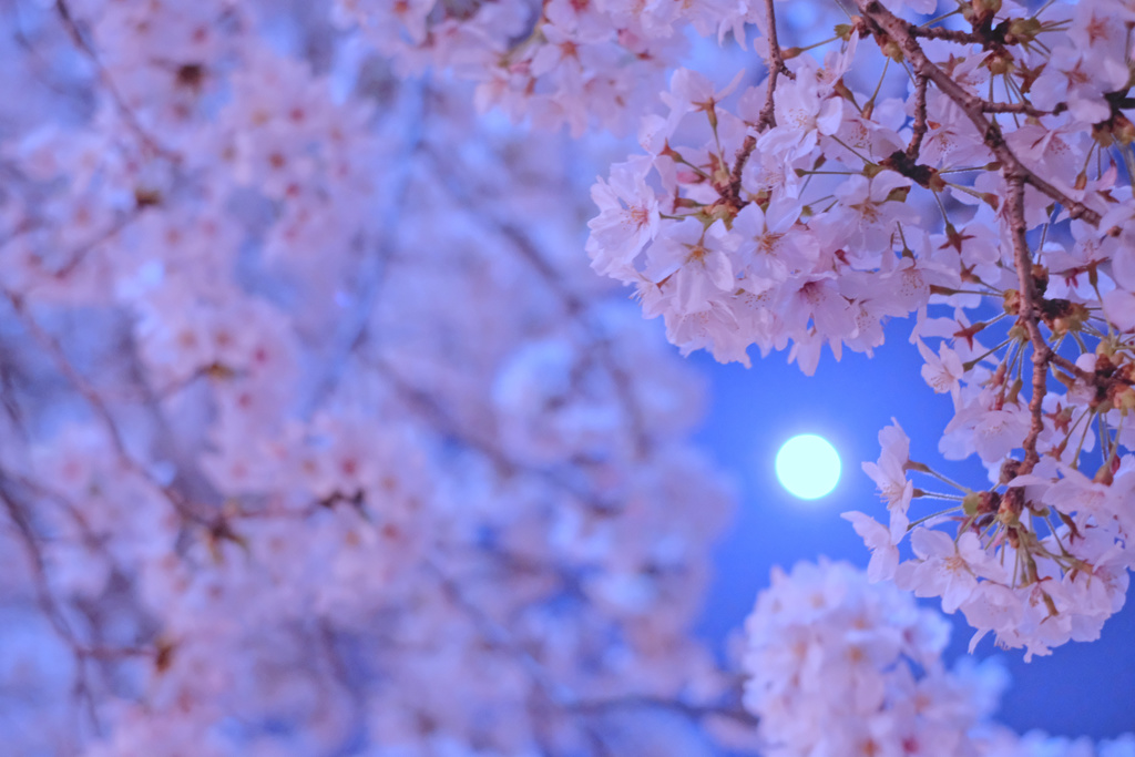 Sakura * Moonlight