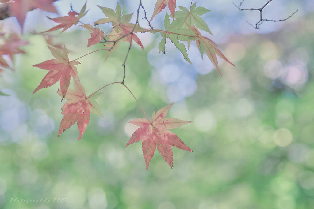 おぼろあへいふき・壱