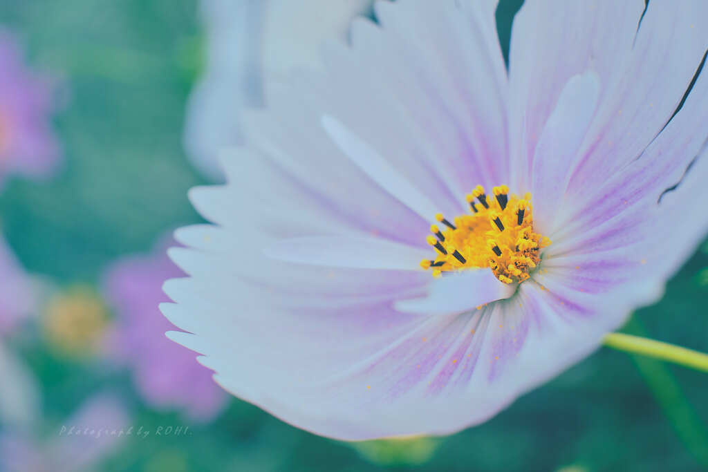 why thought blurs -XXV