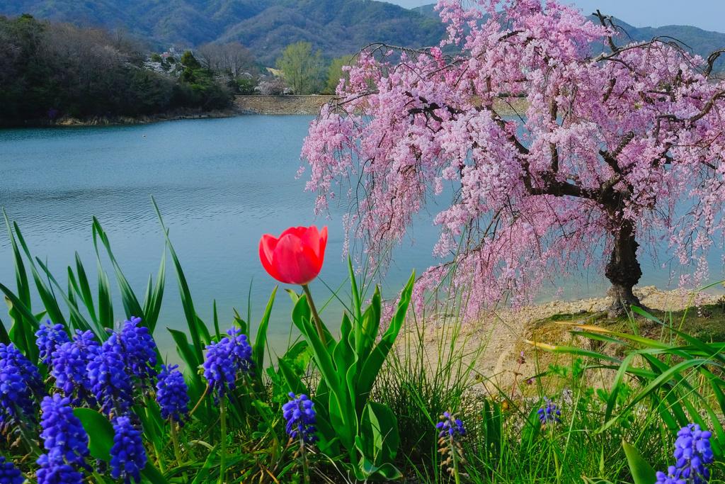 清明謳春