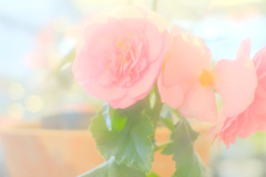花澄 -6