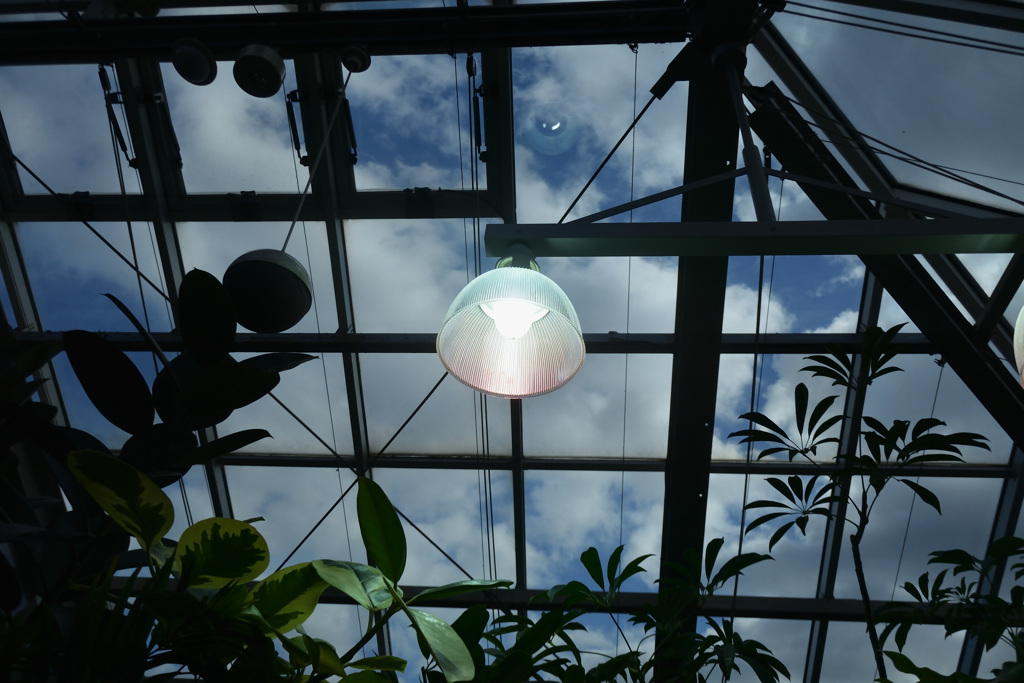 虹菜