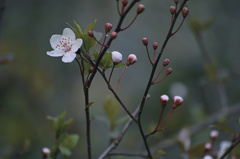 小雨咲き