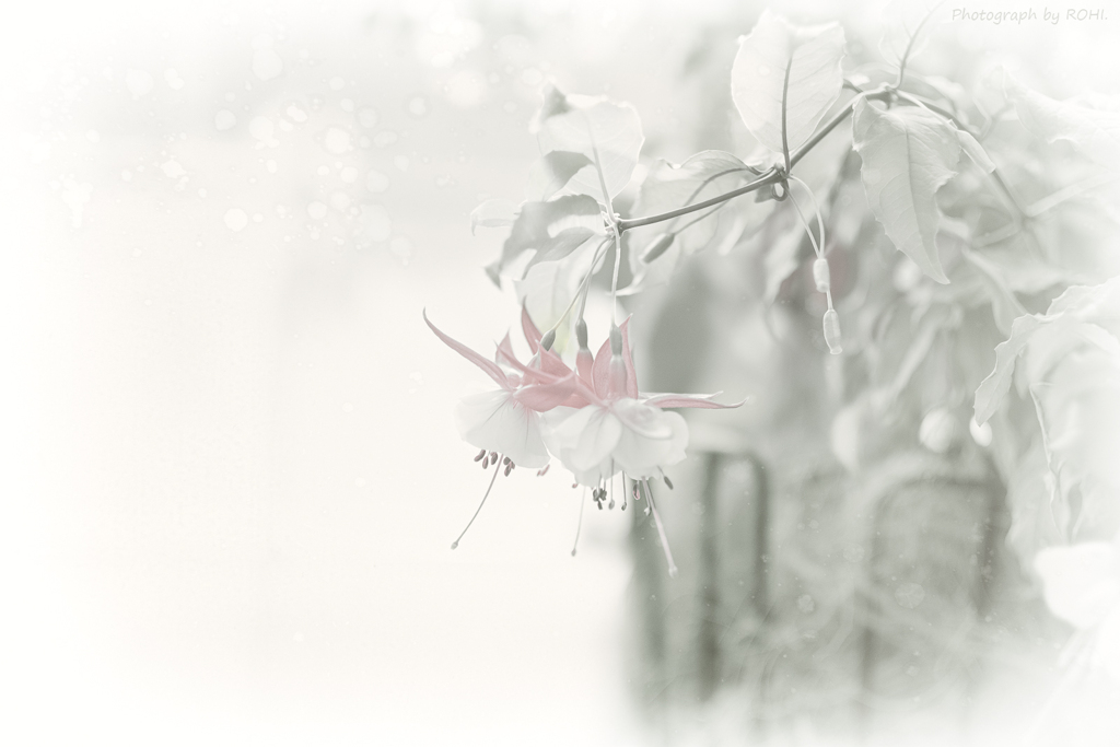 white faded moment