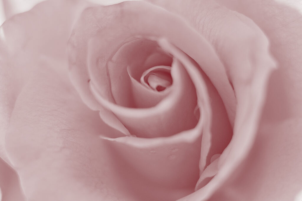 Color of Honor -Ⅰ