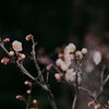 梅朧 -6