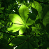 Green Synthesis