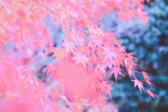 細紅