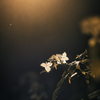烙晒 -1