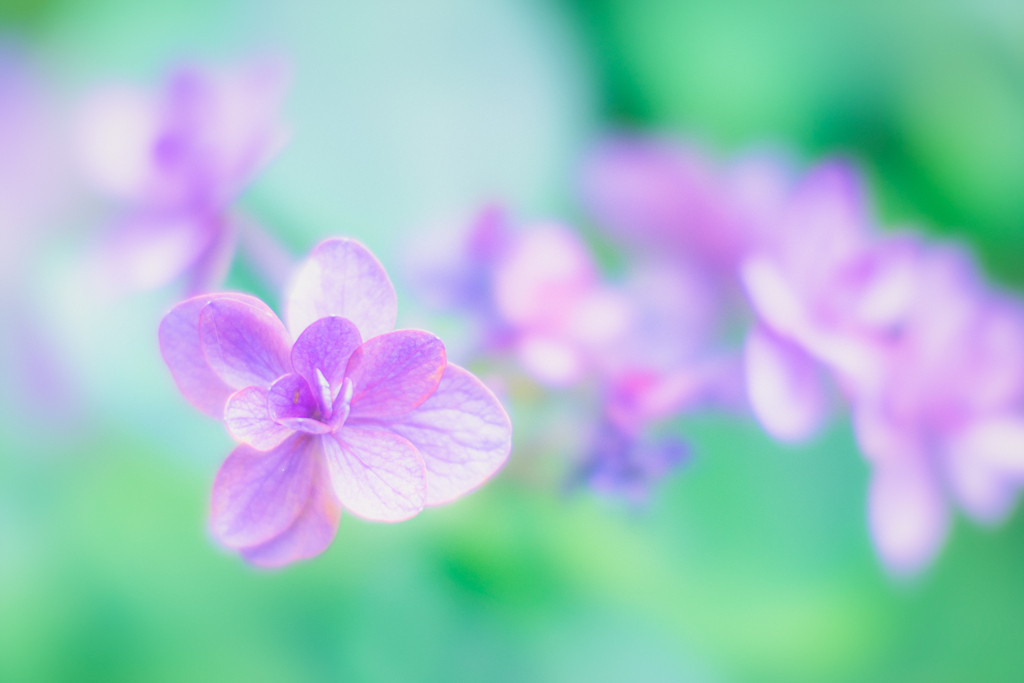 Overflowing purple