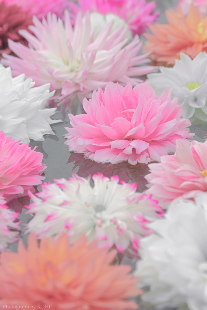 Bloom into Rush -Ⅱ