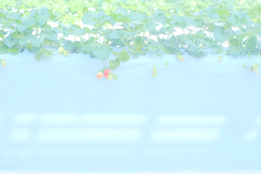 花澄 -4
