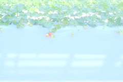 花澄 -4
