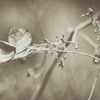 aspects of withering -Ⅲ