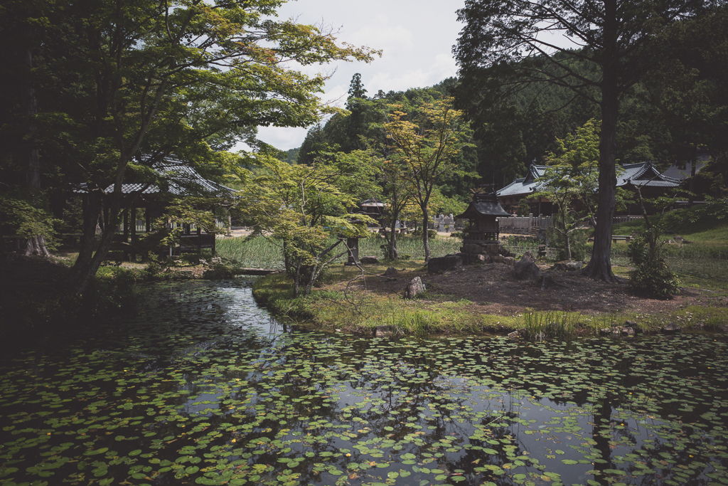 葎棲