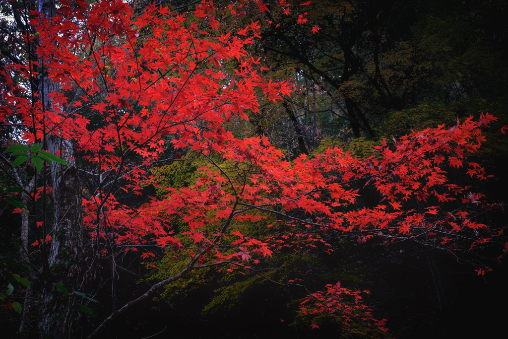 赤遭