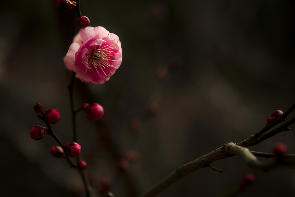 梅端・紅