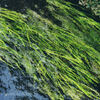 Smoothly Flowing Foliage