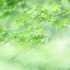 Freshen up green