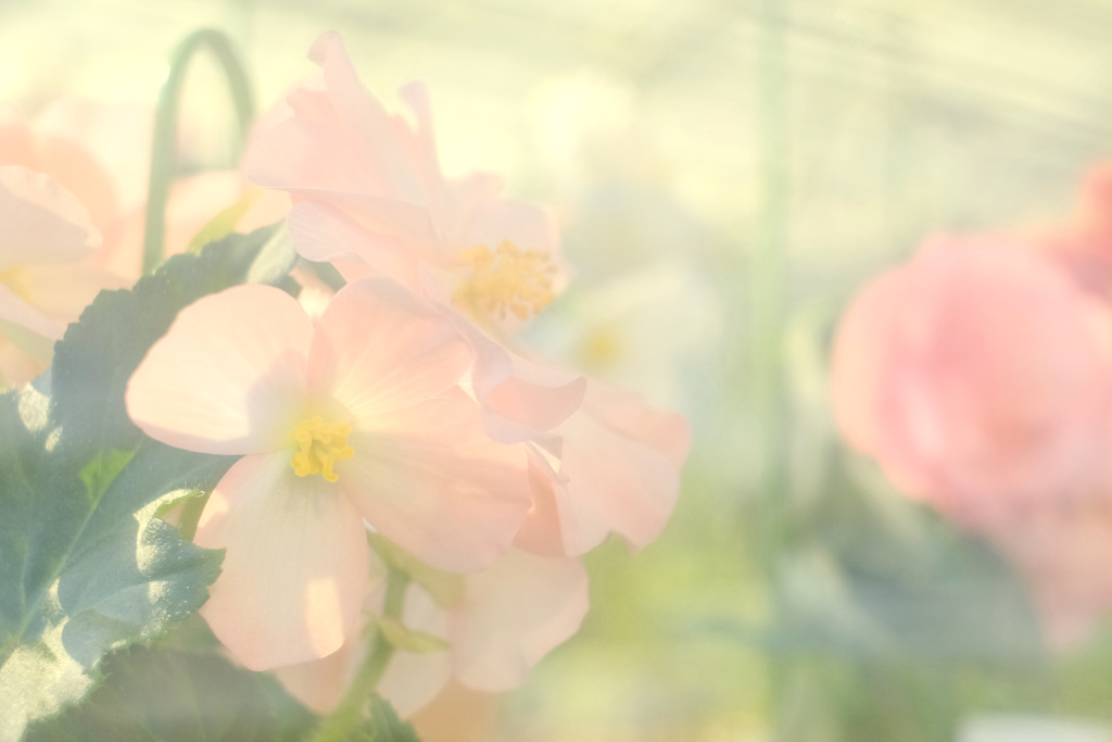 花澄 -2