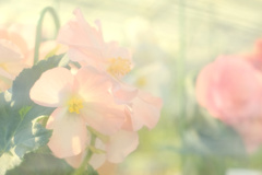 花澄 -2