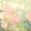 花澄 -2
