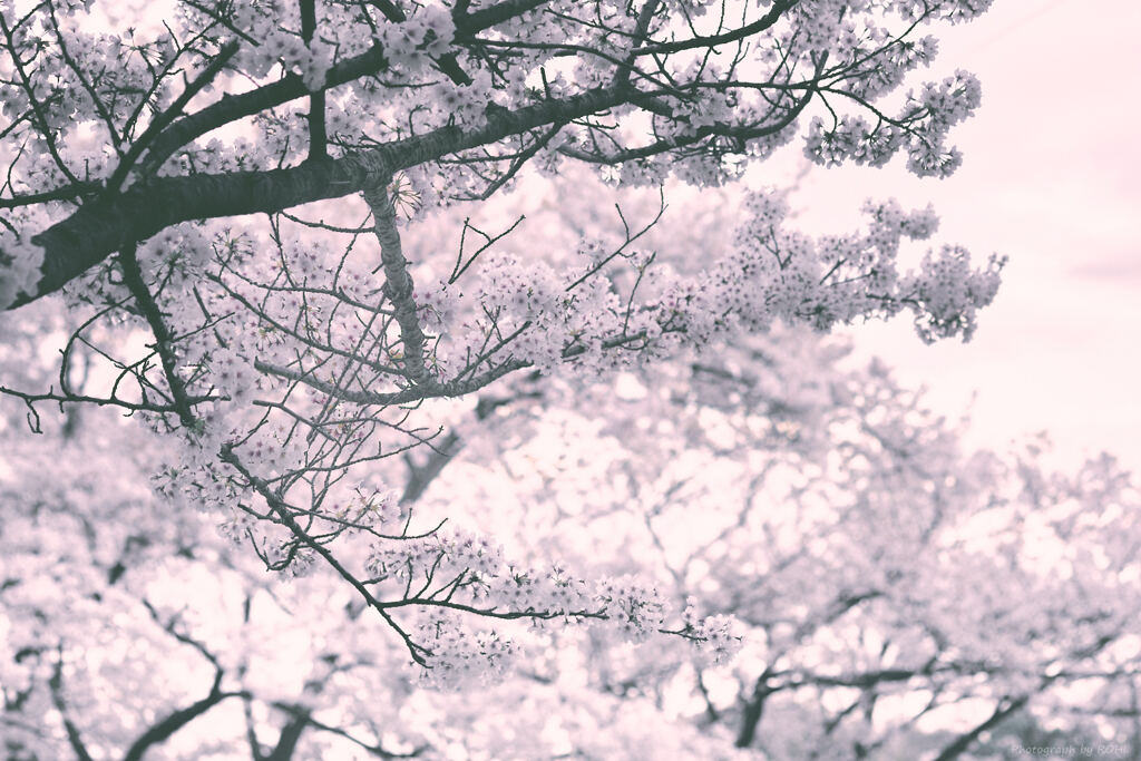 空丞虚