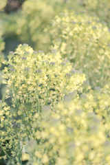 Sprayed yellow sprouts