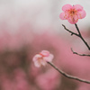 梅朧 -1