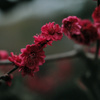 梅朧 -7