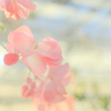 花澄 -1