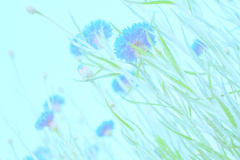 Blue for yearn