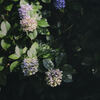 In Shadow and In Graces