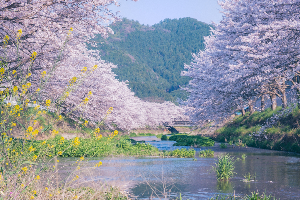 風杷遭