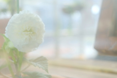 花澄 -3