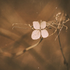 aspects of withering -Ⅱ