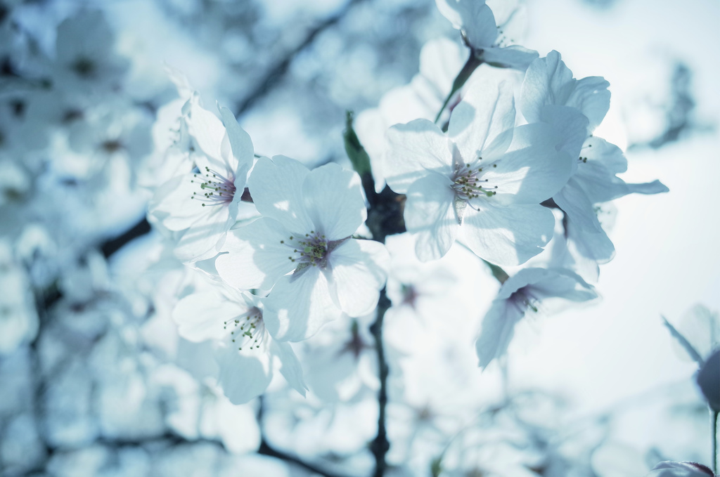 Sakura * Overdose
