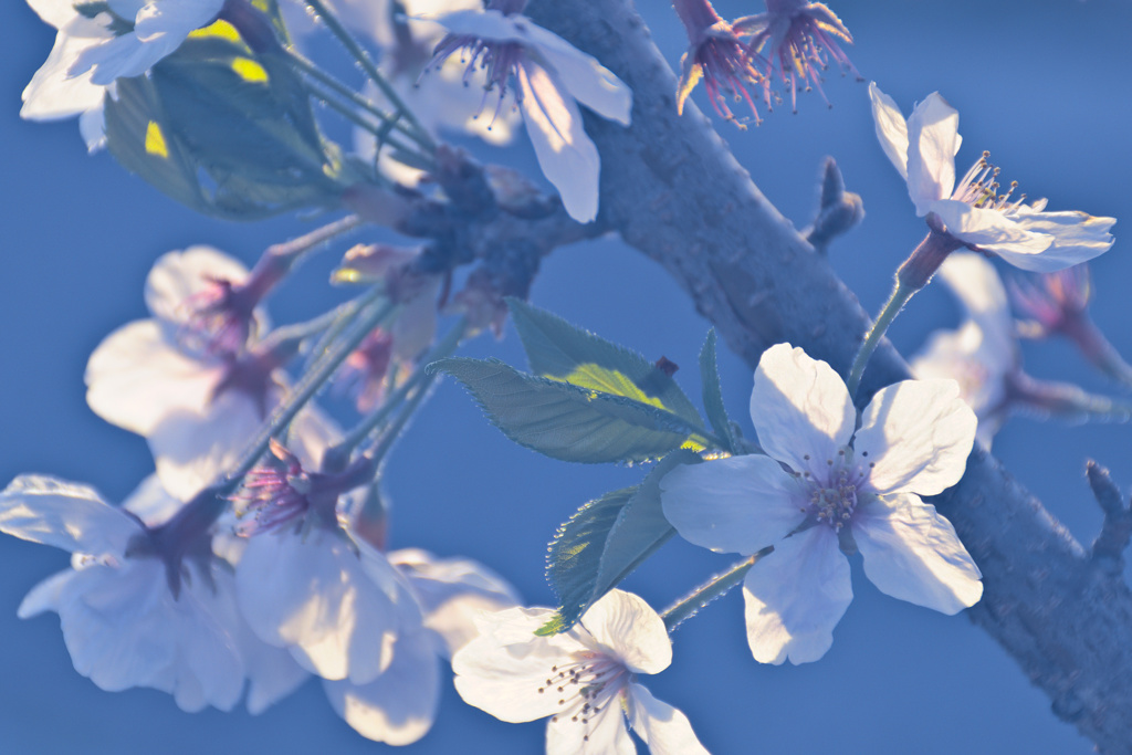 桜月照