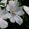 White Preciousness