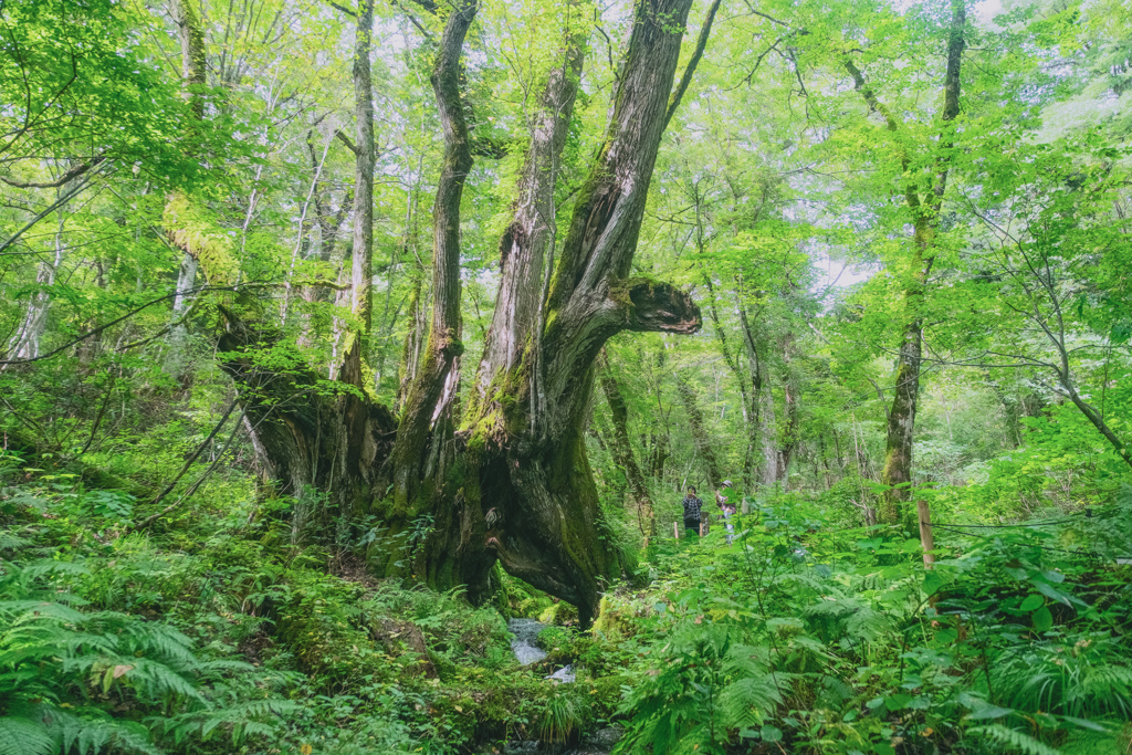 千翠の癒樹 -1