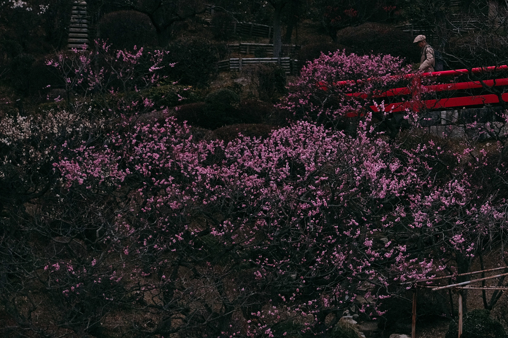 梅朧 -5