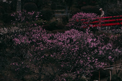 梅朧 -5